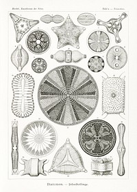 Diatomea&ndash;Schachtellinge from Kunstformen der Natur (1904) by <a href="https://www.rawpixel.com/search/Ernst%20Haeckel?sort=curated&amp;mode=shop&amp;page=1">Ernst Haeckel</a>. Original from Library of Congress. Digitally enhanced by rawpixel.