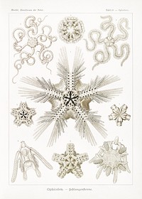 Ophiodea&ndash;Schlangensterne from Kunstformen der Natur (1904) by <a href="https://www.rawpixel.com/search/Ernst%20Haeckel?sort=curated&amp;mode=shop&amp;page=1">Ernst Haeckel</a>. Original from Library of Congress. Digitally enhanced by rawpixel.
