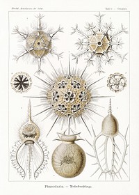 Phaeodaria&ndash;Rohrstrahlinge from Kunstformen der Natur (1904) by <a href="https://www.rawpixel.com/search/Ernst%20Haeckel?sort=curated&amp;mode=shop&amp;page=1">Ernst Haeckel</a>. Original from Library of Congress. Digitally enhanced by rawpixel.