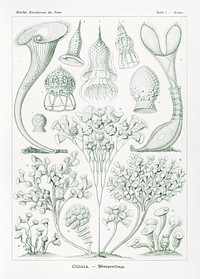 Ciliata&ndash;Wimperlinge from Kunstformen der Natur (1904) by <a href="https://www.rawpixel.com/search/Ernst%20Haeckel?sort=curated&amp;mode=shop&amp;page=1">Ernst Haeckel</a>. Original from Library of Congress. Digitally enhanced by rawpixel.