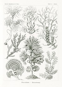 Fucoideae&ndash;Brauntange from Kunstformen der Natur (1904) by <a href="https://www.rawpixel.com/search/Ernst%20Haeckel?sort=curated&amp;mode=shop&amp;page=1">Ernst Haeckel</a>. Original from Library of Congress. Digitally enhanced by rawpixel.