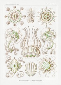 Narcomedusae&ndash;Spangenquallen from Kunstformen der Natur (1904) by <a href="https://www.rawpixel.com/search/Ernst%20Haeckel?sort=curated&amp;mode=shop&amp;page=1">Ernst Haeckel</a>. Original from Library of Congress. Digitally enhanced by rawpixel.