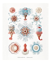 Vintage jellyfish illustration wall art print and poster.