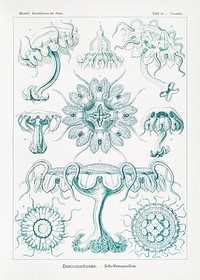 Discomedusae&ndash;Scheibenquallen from Kunstformen der Natur (1904) by <a href="https://www.rawpixel.com/search/Ernst%20Haeckel?sort=curated&amp;mode=shop&amp;page=1">Ernst Haeckel</a>. Original from Library of Congress. Digitally enhanced by rawpixel.