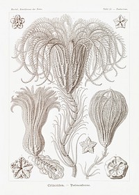 Crinoidea&ndash;Palmensterne from Kunstformen der Natur (1904) by <a href="https://www.rawpixel.com/search/Ernst%20Haeckel?sort=curated&amp;mode=shop&amp;page=1">Ernst Haeckel</a>. Original from Library of Congress. Digitally enhanced by rawpixel.