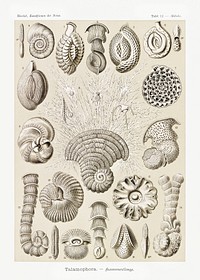 Talamophora&ndash;Kammerlinge from Kunstformen der Natur (1904) by <a href="https://www.rawpixel.com/search/Ernst%20Haeckel?sort=curated&amp;mode=shop&amp;page=1">Ernst Haeckel</a>. Original from Library of Congress. Digitally enhanced by rawpixel.
