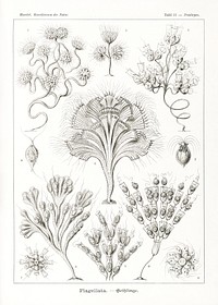 Flagellata&ndash;Geiklinge from Kunstformen der Natur (1904) by <a href="https://www.rawpixel.com/search/Ernst%20Haeckel?sort=curated&amp;mode=shop&amp;page=1">Ernst Haeckel</a>. Original from Library of Congress. Digitally enhanced by rawpixel.