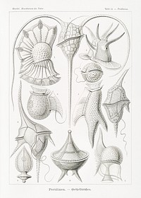 Peridinea&ndash;Geikelh&uuml;tchen from Kunstformen der Natur (1904) by <a href="https://www.rawpixel.com/search/Ernst%20Haeckel?sort=curated&amp;mode=shop&amp;page=1">Ernst Haeckel</a>. Original from Library of Congress. Digitally enhanced by rawpixel.