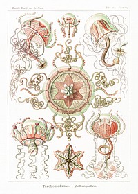 Trachomedusae&ndash;Kolbenquallen from Kunstformen der Natur (1904) by <a href="https://www.rawpixel.com/search/Ernst%20Haeckel?sort=curated&amp;mode=shop&amp;page=1">Ernst Haeckel</a>. Original from Library of Congress. Digitally enhanced by rawpixel.