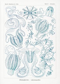 Ctenophorae&ndash;Kammquallen from Kunstformen der Natur (1904) by <a href="https://www.rawpixel.com/search/Ernst%20Haeckel?sort=curated&amp;mode=shop&amp;page=1">Ernst Haeckel</a>. Original from Library of Congress. Digitally enhanced by rawpixel.