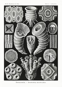 Tetracoralla&ndash;Bierstrahlige Sternkorallen from Kunstformen der Natur (1904) by <a href="https://www.rawpixel.com/search/Ernst%20Haeckel?sort=curated&amp;mode=shop&amp;page=1">Ernst Haeckel</a>. Original from Library of Congress. Digitally enhanced by rawpixel.