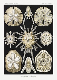 Echinidea&ndash;Igelsterne from Kunstformen der Natur (1904) by <a href="https://www.rawpixel.com/search/Ernst%20Haeckel?sort=curated&amp;mode=shop&amp;page=1">Ernst Haeckel</a>. Original from Library of Congress. Digitally enhanced by rawpixel.