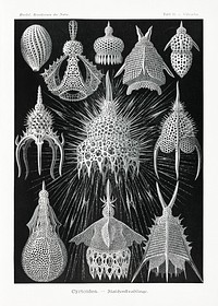Crytoidea&ndash;Flaschenstrahlinge from Kunstformen der Natur (1904) by <a href="https://www.rawpixel.com/search/Ernst%20Haeckel?sort=curated&amp;mode=shop&amp;page=1">Ernst Haeckel</a>. Original from Library of Congress. Digitally enhanced by rawpixel.
