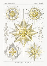 Acanthometra&ndash;Stachelstrahlinge from Kunstformen der Natur (1904) by <a href="https://www.rawpixel.com/search/Ernst%20Haeckel?sort=curated&amp;mode=shop&amp;page=1">Ernst Haeckel</a>. Original from Library of Congress. Digitally enhanced by rawpixel.