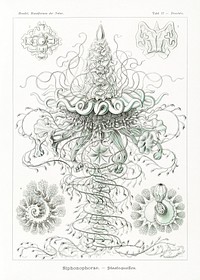 Siphonophorae&ndash;Staatsquallen from Kunstformen der Natur (1904) by <a href="https://www.rawpixel.com/search/Ernst%20Haeckel?sort=curated&amp;mode=shop&amp;page=1">Ernst Haeckel</a>. Original from Library of Congress. Digitally enhanced by rawpixel.