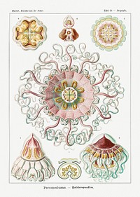 Vintage jellyfish illustration poster template