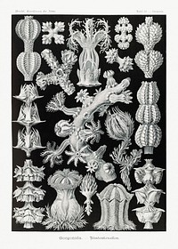 Gorgonida&ndash;Rindenkorallen from Kunstformen der Natur (1904) by <a href="https://www.rawpixel.com/search/Ernst%20Haeckel?sort=curated&amp;mode=shop&amp;page=1">Ernst Haeckel</a>. Original from Library of Congress. Digitally enhanced by rawpixel.