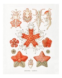 Vintage starfish illustration 