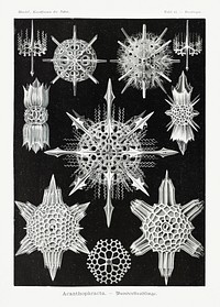 Acanthophracta&ndash;Wunderstrahlinge from Kunstformen der Natur (1904) by <a href="https://www.rawpixel.com/search/Ernst%20Haeckel?sort=curated&amp;mode=shop&amp;page=1">Ernst Haeckel</a>. Original from Library of Congress. Digitally enhanced by rawpixel.