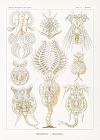 Rotatoria&ndash;R&auml;dertiere from Kunstformen der Natur (1904) by <a href="https://www.rawpixel.com/search/Ernst%20Haeckel?sort=curated&amp;mode=shop&amp;page=1">Ernst Haeckel</a>. Original from Library of Congress. Digitally enhanced by rawpixel.