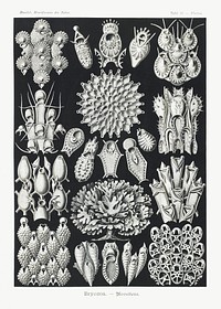 Bryozoa&ndash;Woostiere from Kunstformen der Natur (1904) by <a href="https://www.rawpixel.com/search/Ernst%20Haeckel?sort=curated&amp;mode=shop&amp;page=1">Ernst Haeckel</a>. Original from Library of Congress. Digitally enhanced by rawpixel.