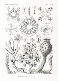 Hexactinellae&ndash;Glasschw&auml;mme from Kunstformen der Natur (1904) by <a href="https://www.rawpixel.com/search/Ernst%20Haeckel?sort=curated&amp;mode=shop&amp;page=1">Ernst Haeckel</a>. Original from Library of Congress. Digitally enhanced by rawpixel.