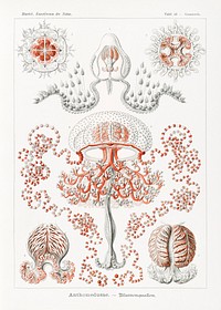 Anthomedusae&ndash;Blumenquallen from Kunstformen der Natur (1904) by <a href="https://www.rawpixel.com/search/Ernst%20Haeckel?sort=curated&amp;mode=shop&amp;page=1">Ernst Haeckel</a>. Original from Library of Congress. Digitally enhanced by rawpixel.