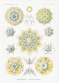 Polycyttaria&ndash;Vereins-Strahlinge from Kunstformen der Natur (1904) by <a href="https://www.rawpixel.com/search/Ernst%20Haeckel?sort=curated&amp;mode=shop&amp;page=1">Ernst Haeckel</a>. Original from Library of Congress. Digitally enhanced by rawpixel.