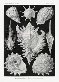 Prosobranchia–Dorderkiemen Schnecken from Kunstformen der Natur (1904) by Ernst Haeckel. Original from Library of Congress. Digitally enhanced by rawpixel.