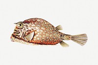 Vintage fish illustration on white background