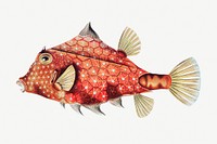 Vintage fish illustration 