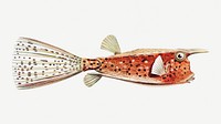 Vintage fish illustration on white background