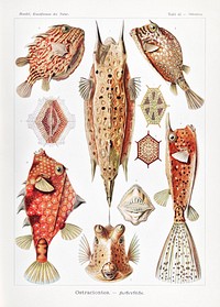 Ostraciontes&ndash;Kofferfilche from Kunstformen der Natur (1904) by <a href="https://www.rawpixel.com/search/Ernst%20Haeckel?sort=curated&amp;mode=shop&amp;page=1">Ernst Haeckel</a>. Original from Library of Congress. Digitally enhanced by rawpixel.