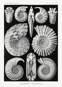 Ammonitida&ndash;Ammonsh&ouml;rner from Kunstformen der Natur (1904) by <a href="https://www.rawpixel.com/search/Ernst%20Haeckel?sort=curated&amp;mode=shop&amp;page=1">Ernst Haeckel</a>. Original from Library of Congress. Digitally enhanced by rawpixel.