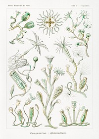 Campanariae&ndash;Glockenpolnpen from Kunstformen der Natur (1904) by <a href="https://www.rawpixel.com/search/Ernst%20Haeckel?sort=curated&amp;mode=shop&amp;page=1">Ernst Haeckel</a>. Original from Library of Congress. Digitally enhanced by rawpixel.