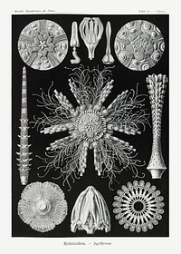 Echinidea–Igelsterne from Kunstformen der Natur (1904) by Ernst Haeckel. Original from Library of Congress. Digitally enhanced by rawpixel.