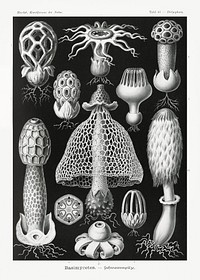 Basimycetes&ndash;Schwammpilze from Kunstformen der Natur (1904) by <a href="https://www.rawpixel.com/search/Ernst%20Haeckel?sort=curated&amp;mode=shop&amp;page=1">Ernst Haeckel</a>. Original from Library of Congress. Digitally enhanced by rawpixel.