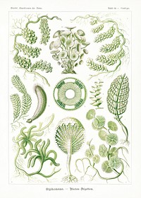 Siphoneae&ndash;Riesen Algetten from Kunstformen der Natur (1904) by <a href="https://www.rawpixel.com/search/Ernst%20Haeckel?sort=curated&amp;mode=shop&amp;page=1">Ernst Haeckel</a>. Original from Library of Congress. Digitally enhanced by rawpixel.