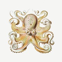 Vintage octopus marine life illustration