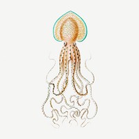 Vintage squid marine life illustration