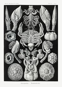 Cirripedia&ndash;Rankenkreble from Kunstformen der Natur (1904) by <a href="https://www.rawpixel.com/search/Ernst%20Haeckel?sort=curated&amp;mode=shop&amp;page=1">Ernst Haeckel</a>. Original from Library of Congress. Digitally enhanced by rawpixel.