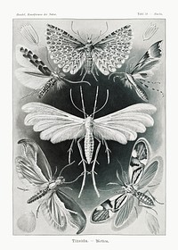 Tineida&ndash;Motten from Kunstformen der Natur (1904) by <a href="https://www.rawpixel.com/search/Ernst%20Haeckel?sort=curated&amp;mode=shop&amp;page=1">Ernst Haeckel</a>. Original from Library of Congress. Digitally enhanced by rawpixel.