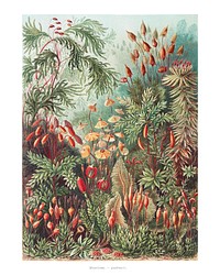 Vintage mosses illustration wall art print and poster.