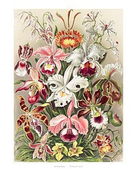 Vintage orchid illustration wall art print and poster.