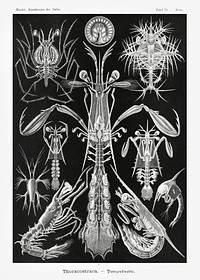 Thoracostraca&ndash;Panzerkrebse from Kunstformen der Natur (1904) by <a href="https://www.rawpixel.com/search/Ernst%20Haeckel?sort=curated&amp;mode=shop&amp;page=1">Ernst Haeckel</a>. Original from Library of Congress. Digitally enhanced by rawpixel.