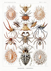 Arachnida&ndash;Spinnentiere from Kunstformen der Natur (1904) by <a href="https://www.rawpixel.com/search/Ernst%20Haeckel?sort=curated&amp;mode=shop&amp;page=1">Ernst Haeckel</a>. Original from Library of Congress. Digitally enhanced by rawpixel.