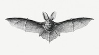 Vintage bat illustration on white background