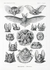 Chiroptera&ndash;Fledertiere from Kunstformen der Natur (1904) by <a href="https://www.rawpixel.com/search/Ernst%20Haeckel?sort=curated&amp;mode=shop&amp;page=1">Ernst Haeckel</a>. Original from Library of Congress. Digitally enhanced by rawpixel.