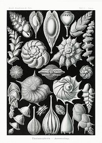 Thalamophora&ndash;Kammerlinge from Kunstformen der Natur (1904) by <a href="https://www.rawpixel.com/search/Ernst%20Haeckel?sort=curated&amp;mode=shop&amp;page=1">Ernst Haeckel</a>. Original from Library of Congress. Digitally enhanced by rawpixel.