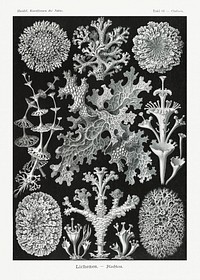 Lichenes&ndash;Flechten from Kunstformen der Natur (1904) by <a href="https://www.rawpixel.com/search/Ernst%20Haeckel?sort=curated&amp;mode=shop&amp;page=1">Ernst Haeckel</a>. Original from Library of Congress. Digitally enhanced by rawpixel.